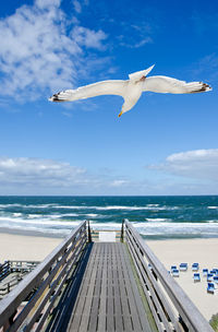Seagull flying over beach against sea and sky