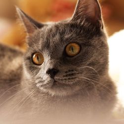 Close-up portrait of a cat