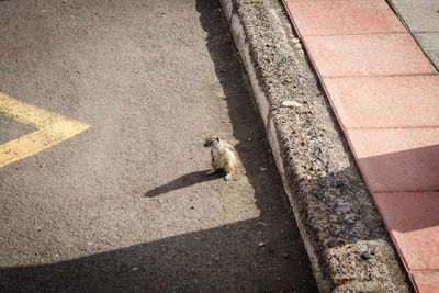 High angle view of barbary ground squirrel on street