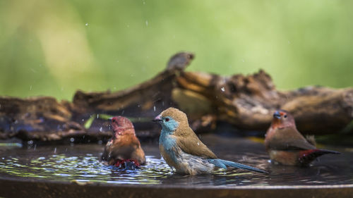 Ducks swimming in lake