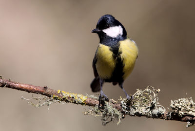 Close-up of bird perching on branch