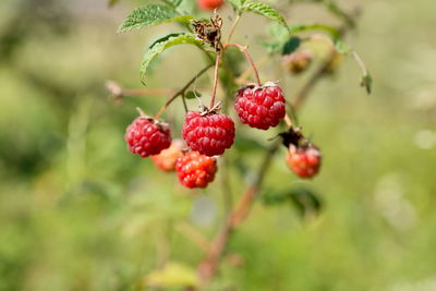 fruit