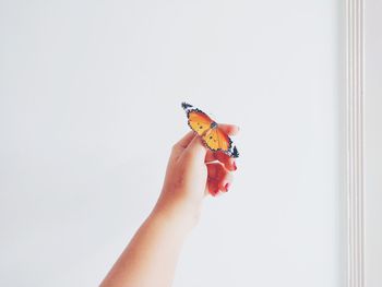 Close-up of hand holding insect against white background