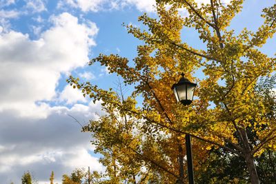 Low angle view of tree against sky