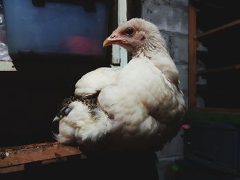 Close-up of a bird