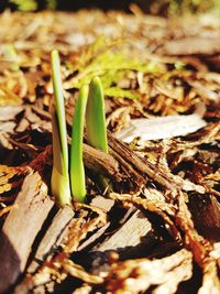 Close-up of fresh green plant