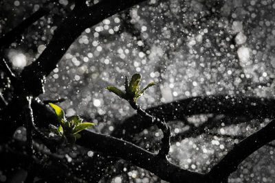 Low angle view of tree