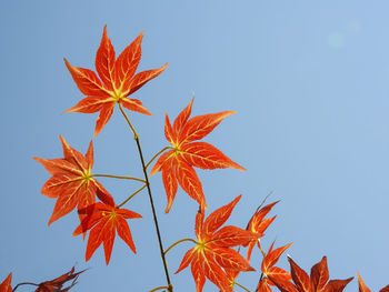 Low angle view of orange maple leaves against sky