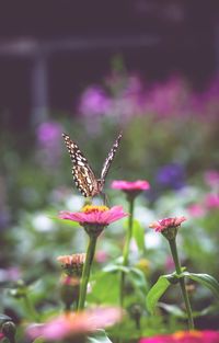 Close-up of butterfly pollinating on pink flower