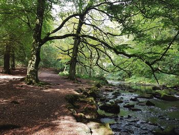 Trees growing in forest