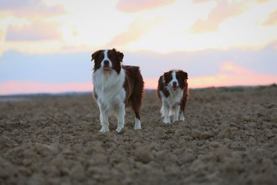 Dogs standing on sand