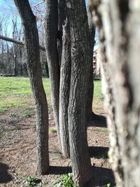 Close-up of tree trunks in field