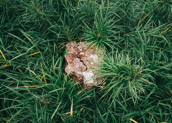 High angle view of snake on field