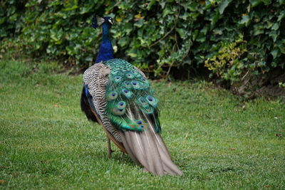 High angle view of peacock on field