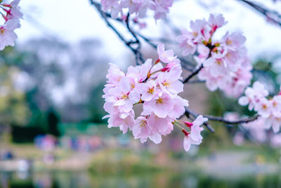 Close-up of pink cherry blossom