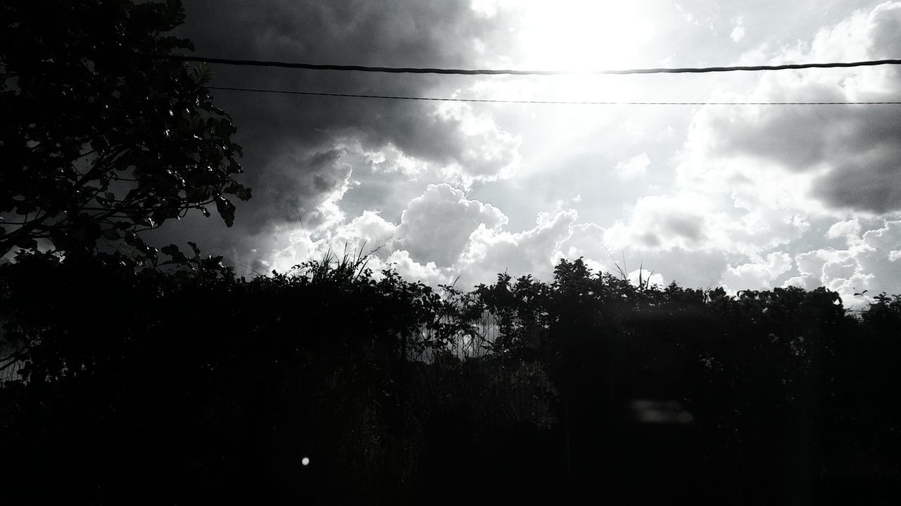 LOW ANGLE VIEW OF TREES AGAINST CLOUDS