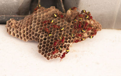 Close-up of bee on the wall