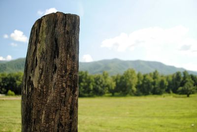 Close-up of tree trunk on field against sky