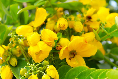 Close-up of yellow flowering plants