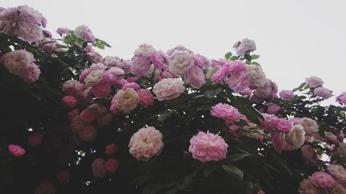 Close-up of fresh pink flowers against clear sky