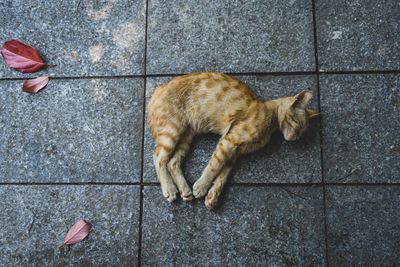 High angle view of cat relaxing on floor