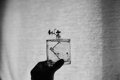 Close-up of person holding plant in glass bottle