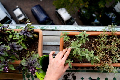 Cropped hand of woman by potted plant