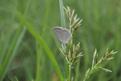 Close-up of butterfly on grass