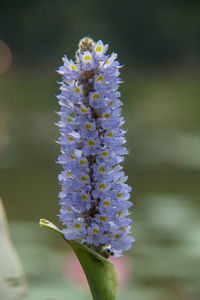 Close-up of flowers
