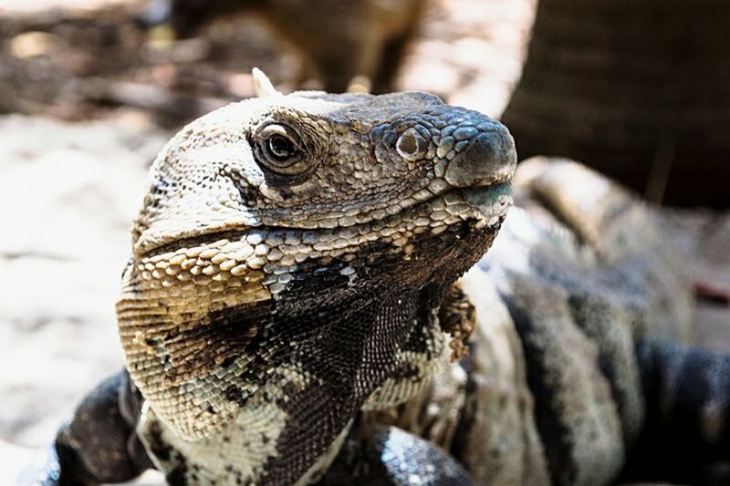 animal themes, one animal, animals in the wild, wildlife, reptile, close-up, focus on foreground, lizard, animal head, nature, side view, natural pattern, animal body part, day, outdoors, zoology, part of, snake, no people, animal markings