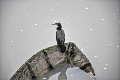 Bird perching on rock in lake