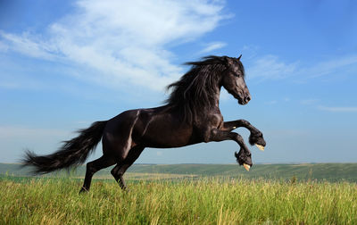 Beautiful and stunning horse running on the fields 