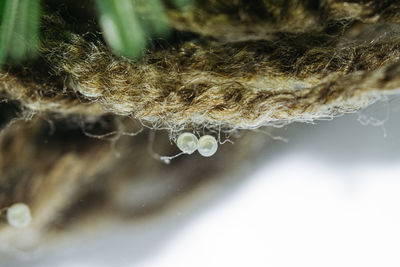 Close-up of frozen plant