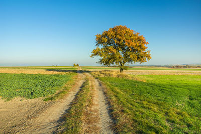 Rural road through fields, lonely autumn tree, horizon and blue sky