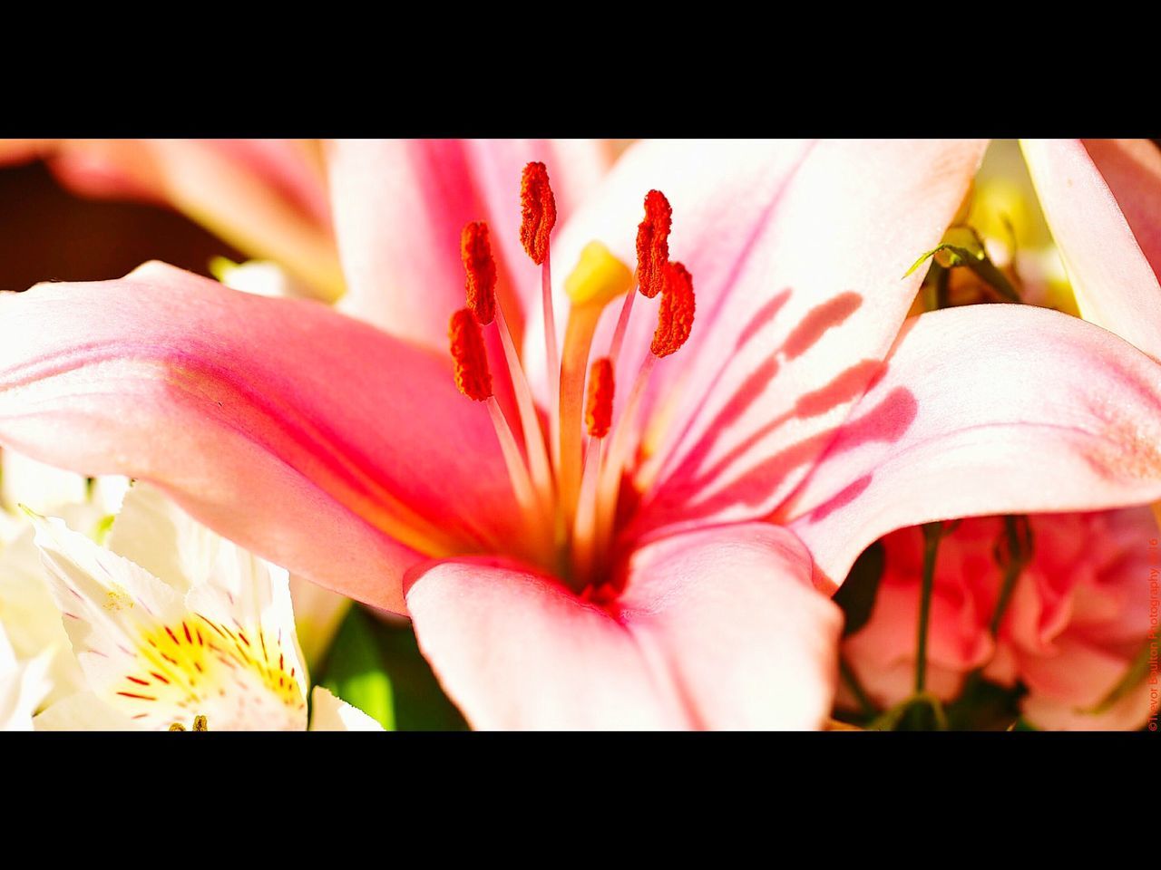 flower, transfer print, petal, auto post production filter, flower head, pink color, fragility, freshness, indoors, close-up, one person, beauty in nature, pink, nature, yellow, multi colored, growth, day, blooming, sunlight