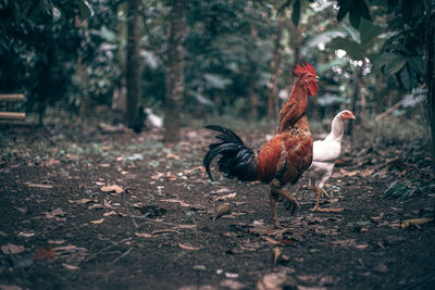 Flock of birds on land