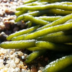 Close-up of plant