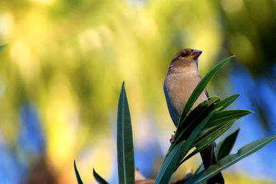 Close-up of bird perching on plant