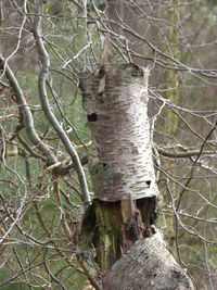 Close-up of bird on tree trunk in forest