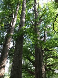 Low angle view of trees in forest