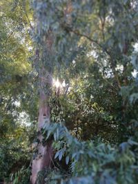 Low angle view of trees in forest