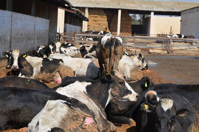 Dairy cows in a row