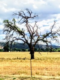 Bare tree on field against sky