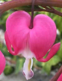 Close-up of flower blooming outdoors