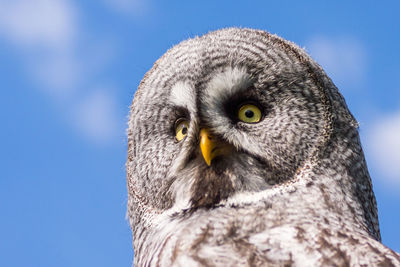 Portrait of owl against sky