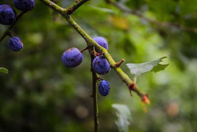 Close-up of berries growing on tree