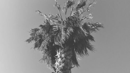 Low angle view of tree against clear sky