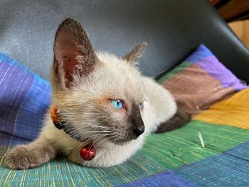 Portrait of cat lying on carpet