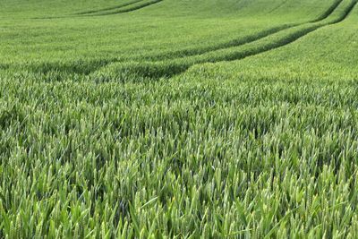 Beautiful and detailed close up view on crop and wheat field textures in northern europe