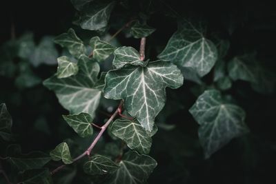 Close-up of green leaves